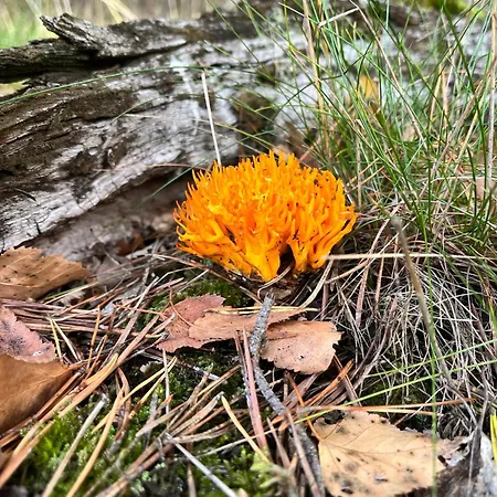 Galena I Gnejs بيت للعطل *