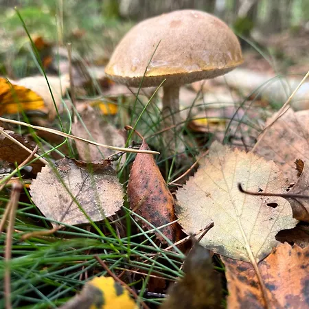 Galena I Gnejs بيت للعطل