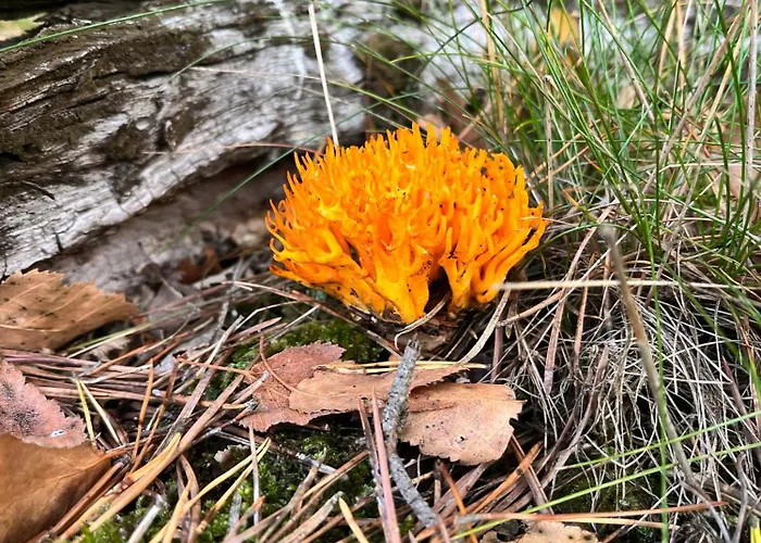 Galena I Gnejs Feriehus *