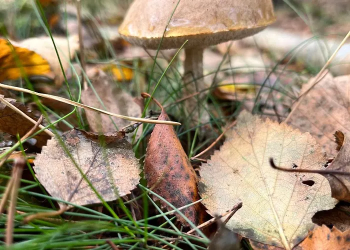 Galena I Gnejs Feriehus